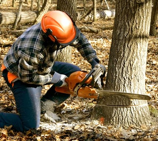 Tree Removal in Dunlap, CA